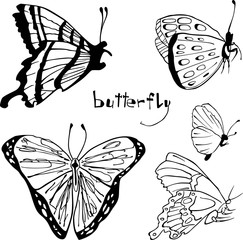 Botanical graphic illustration. Butterflies detailed