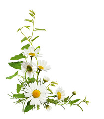 Daisy flowers and bindweed leaves in a corner floral arrangement