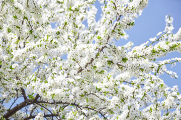 Plum blossom, white flowers on branches of tree, season of blooming garden, spring nature, sunny day, floral background