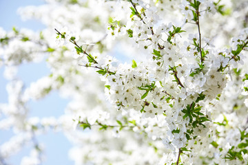 Obraz premium Plum blossom, white flowers on branches of tree, season of blooming garden, spring nature, sunny day, floral background