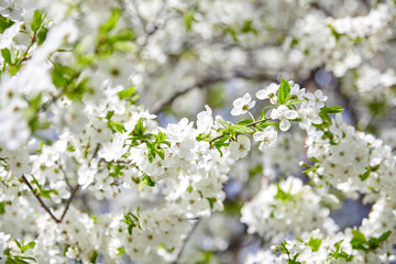 Obraz premium Plum blossom, white flowers on branches of tree, season of blooming garden, spring nature, sunny day, floral background