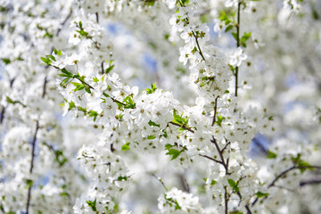 Plum blossom, white flowers on branches of tree, season of blooming garden, spring nature, sunny day, floral background