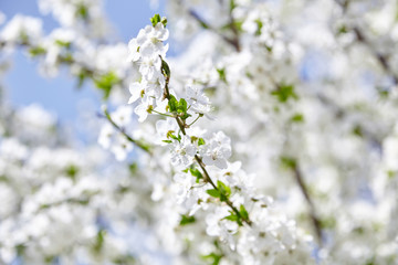 Obraz premium Plum blossom, white flowers on branches of tree, season of blooming garden, spring nature, sunny day, floral background