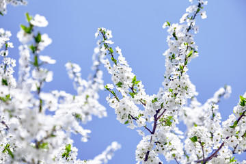 Plum blossom, white flowers on branches of tree, season of blooming garden, spring nature, sunny day, floral background