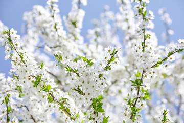 Plum blossom, white flowers on branches of tree, season of blooming garden, spring nature, sunny day, floral background