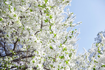 Plum blossom, white flowers on branches of tree, season of blooming garden, spring nature, sunny day, floral background