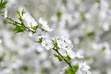 Obraz premium Plum blossom, white flowers on branches of tree, season of blooming garden, spring nature, sunny day, floral background
