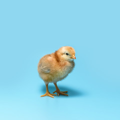 One brown fuzzy young chick is standing on a blue background