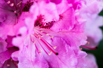 Lila Blüte Rhododendron