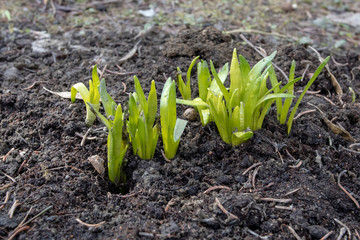 Narcissus shoots emerging at spring