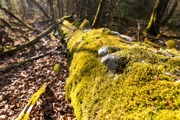 Toter Baumstamm mit Moos und Baumpilzen