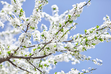 Plum blossom, white flowers on branches of tree, season of blooming garden, spring nature, sunny day, floral background