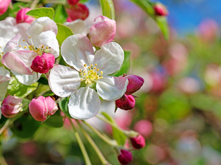 Jabłoń kwitnąca wiosną - obrazy, fototapety, plakaty