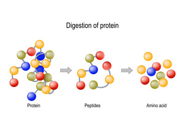 Digestion of Protein. Enzymes (proteases and peptidases), peptides and amino acids