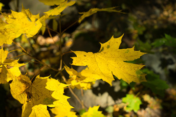 Ahonblatt im Herbst