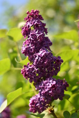Blühender Flieder (Syringa)