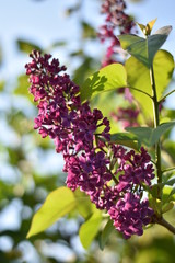 Blühender Flieder (Syringa)