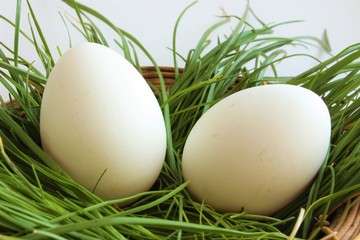 eggs in grass
