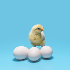 a soft yellow little chicken stands behind three white eggs on a blue background