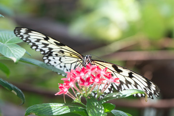 Fototapeta na wymiar Closed up Butterfly on flower -Blur flower background 