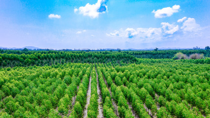 View of Green forest  Forest of tree Eucalyptus aerial view Thailand