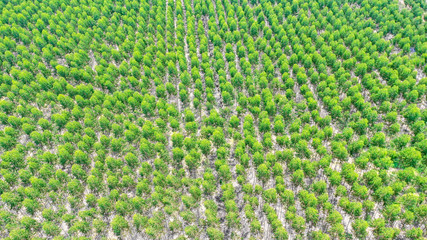 View of Green forest  Forest of tree Eucalyptus aerial view Thailand