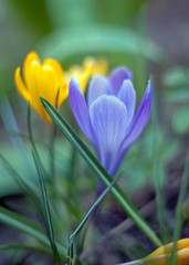 Yellow and Purple snowdrop flower crocus in spring with leaves and blurred background