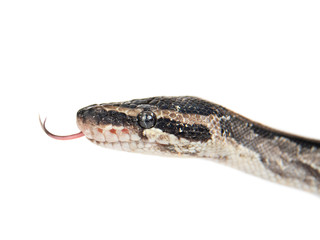 Close up royal python with tongue out. Isolated on white background