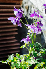 Aquilegia vulgaris flowers called Columbine in cottage garden