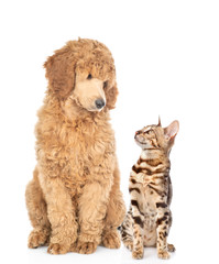 Cat and dog look at each other. Isolated on white background