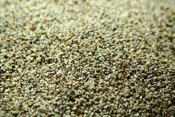 buckwheat