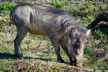 Warthog portrait; Phacochoerus Aethiopicus in ZOO in Pilsen, Czech Republic