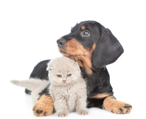 Dachshund puppy hugging baby kitten. Isolated on white background