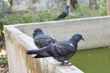 Three  pigeons standing on gray wall with tree and green bush in background, Dove bird at park