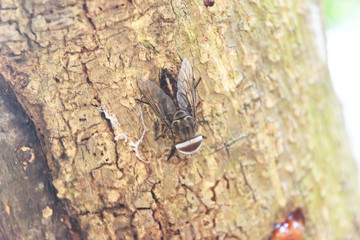 Bull Dog or Gad or Breeze or  March fly on brown tree trunk