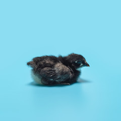 One black little pretty chick sitting on a blue background