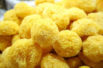 tremella