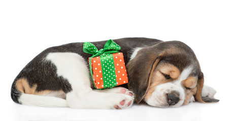 Sleeping beagle puppy with gift box. isolated on white background