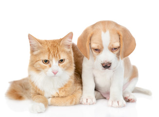 Beagle puppy and red tabby cat looking down together. isolated on white background