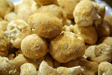 Tricholoma matsutake mushroom