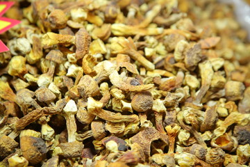 Tricholoma matsutake mushroom