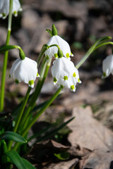 Obraz premium Snowflake. Primroses in the garden