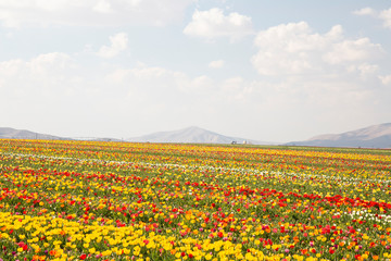 beautiful garden of tulip. Summer sun and flower garden 