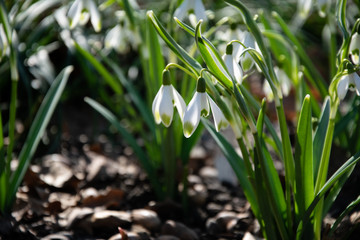 Fototapeta na wymiar Snowdrops. Primroses in the garden