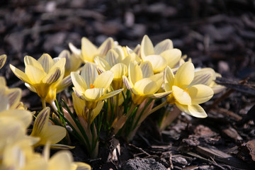 Yellow crocus. Primroses in the garden