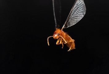 Macro Photo of Little Insect Flying Isolated on Black Background
