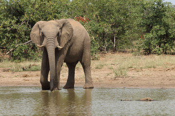 Afrikanischer Elefant / African elephant / Loxodonta africana