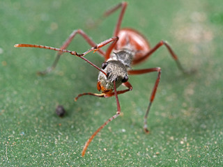 Macro Photo of Face of Ant on Green Leaf