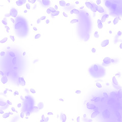 Violet flower petals falling down. Ecstatic romant