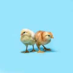 soft yellow and brown little chickens are standing on a blue background